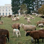Moutons à la place d’une tondeuse conformément au directives du prestigieux label Nature Reserve Certificat